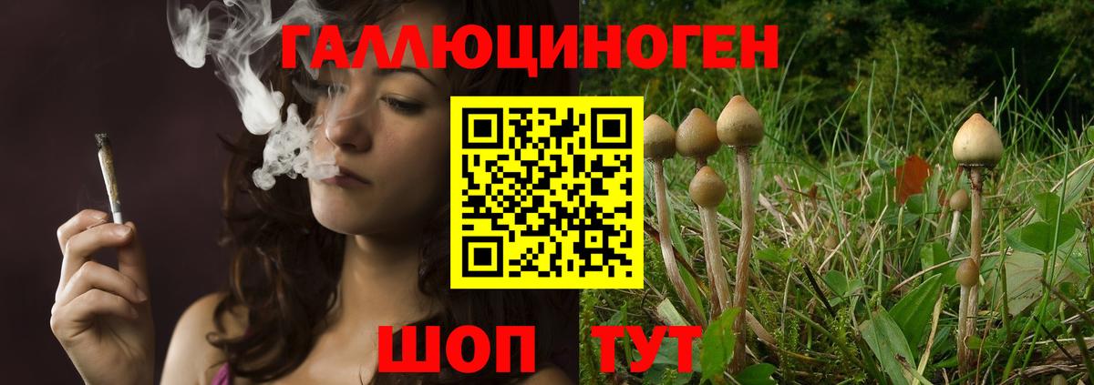 Галлюциногенные грибы Psilocybine cubensis Чебоксары